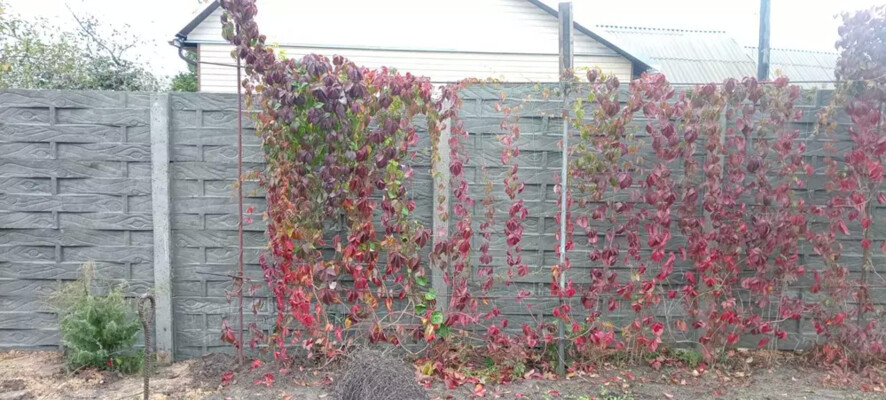 Наши работы